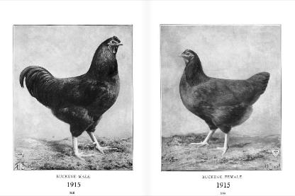 1915 Buckeye cock bird and hen