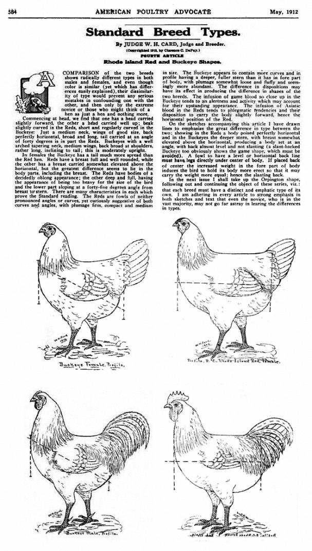 road island red rooster vs hen