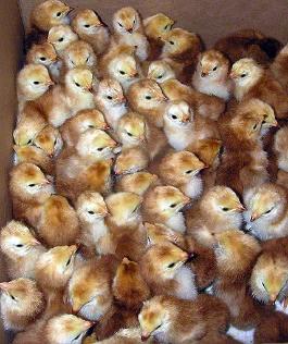 A box of day old Buckeye chicks